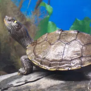 A turtle is sitting on the ground in an aquarium.