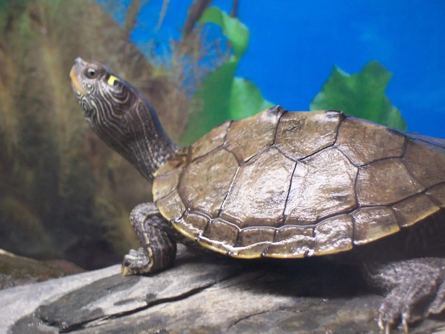 A turtle is sitting on the ground in an aquarium.