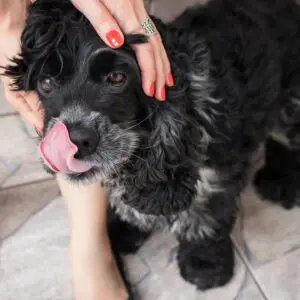 A person petting the face of a dog.