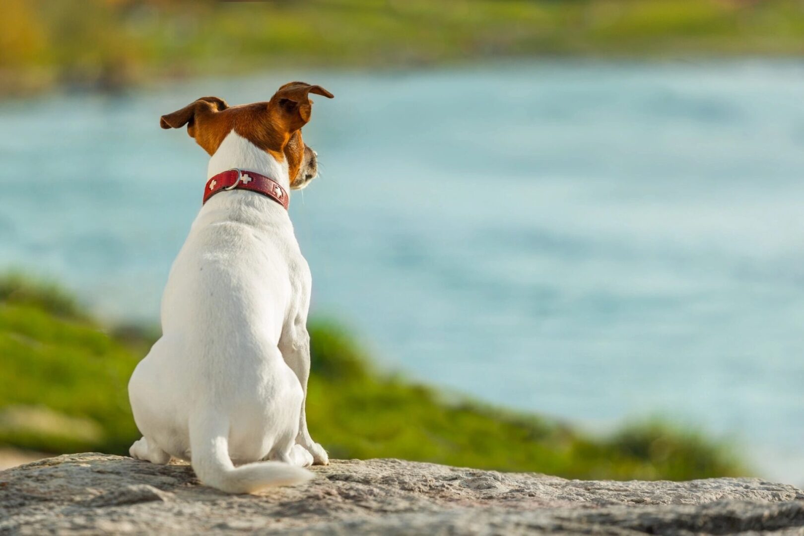 A dog sitting on top of a rock near water.