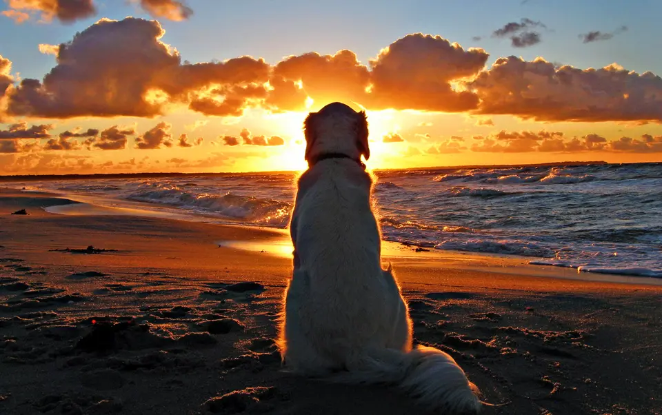 A dog sitting on the beach watching the sunset.