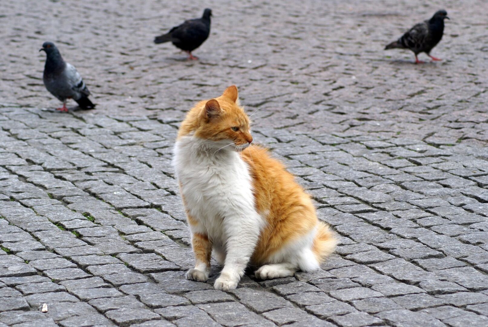 A cat sitting on the ground next to pigeons.