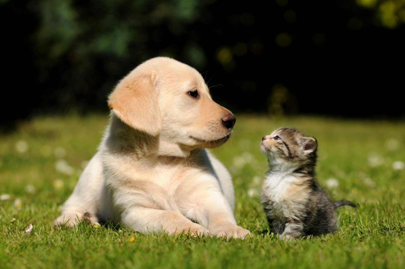 A cat and dog sitting in the grass.