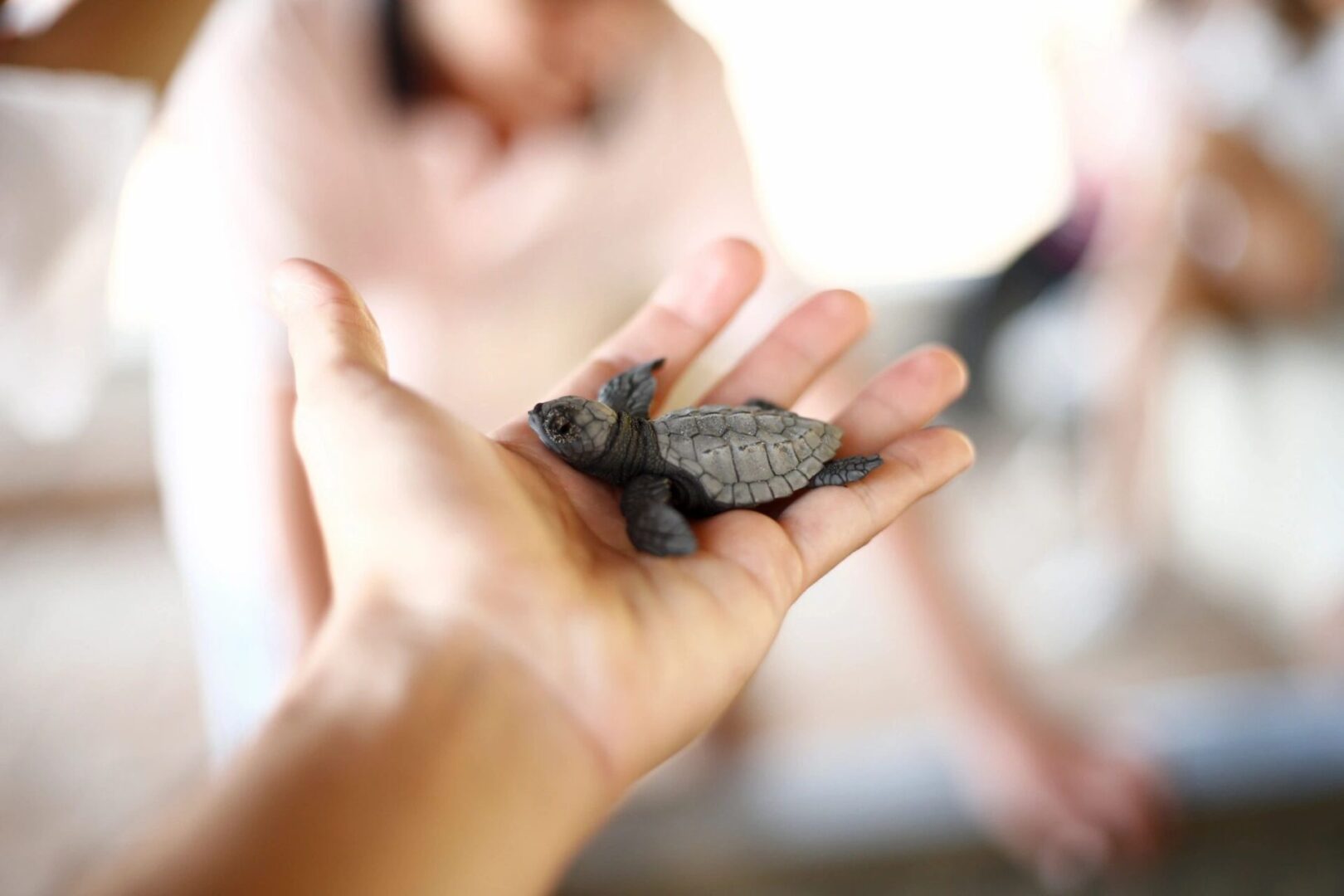 A person holding a small turtle in their hand.