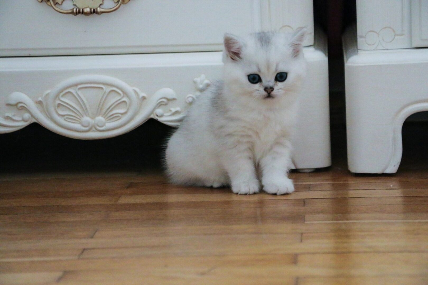 A white cat sitting on the floor next to a door.