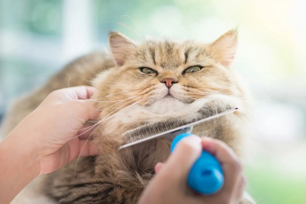 A person is combing the hair of a cat.