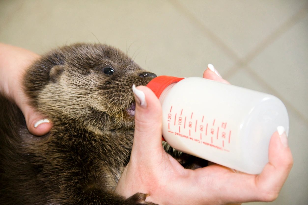 A person feeding a baby otter from a bottle.